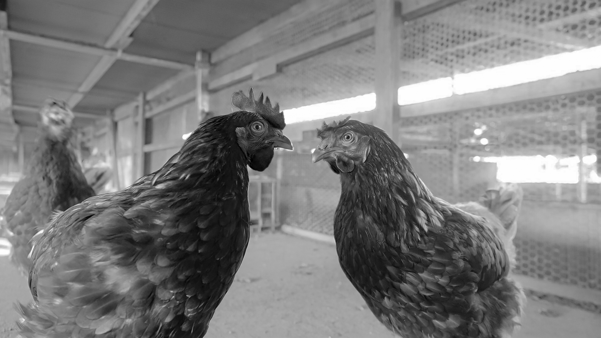 2羽の鶏が向き合っている写真