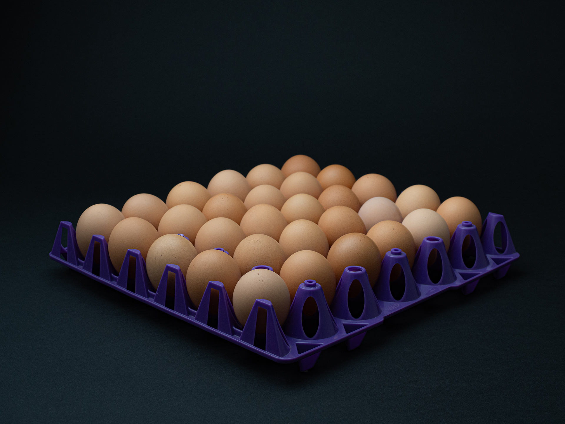 ケースに並べた30個の卵の写真