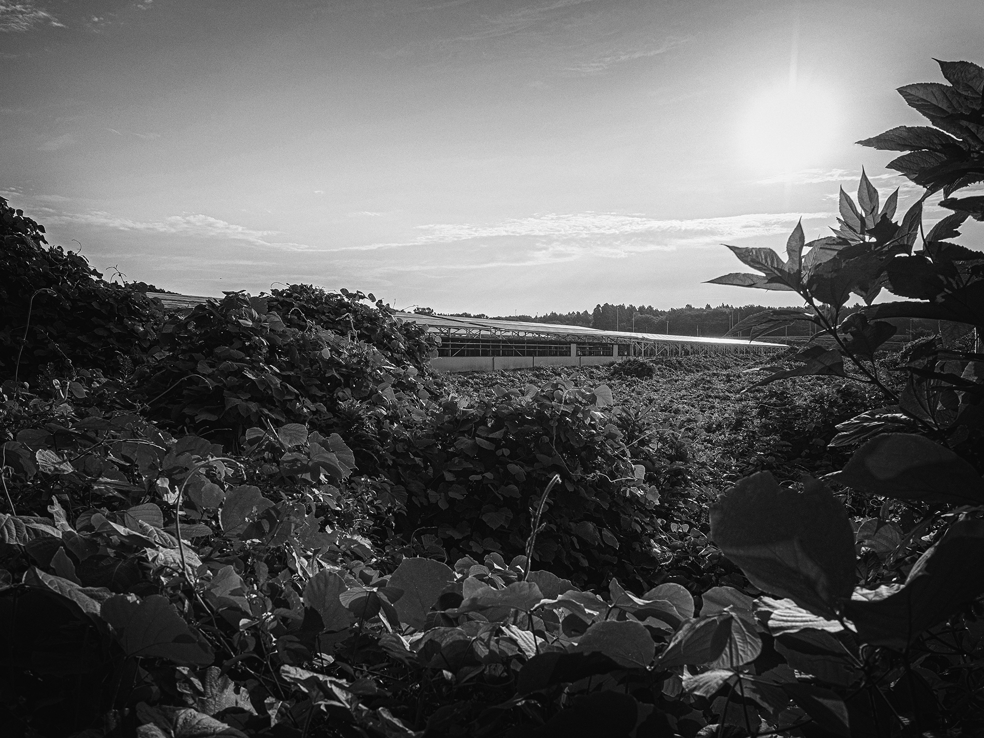 近くの道から撮影した鶏舎の写真