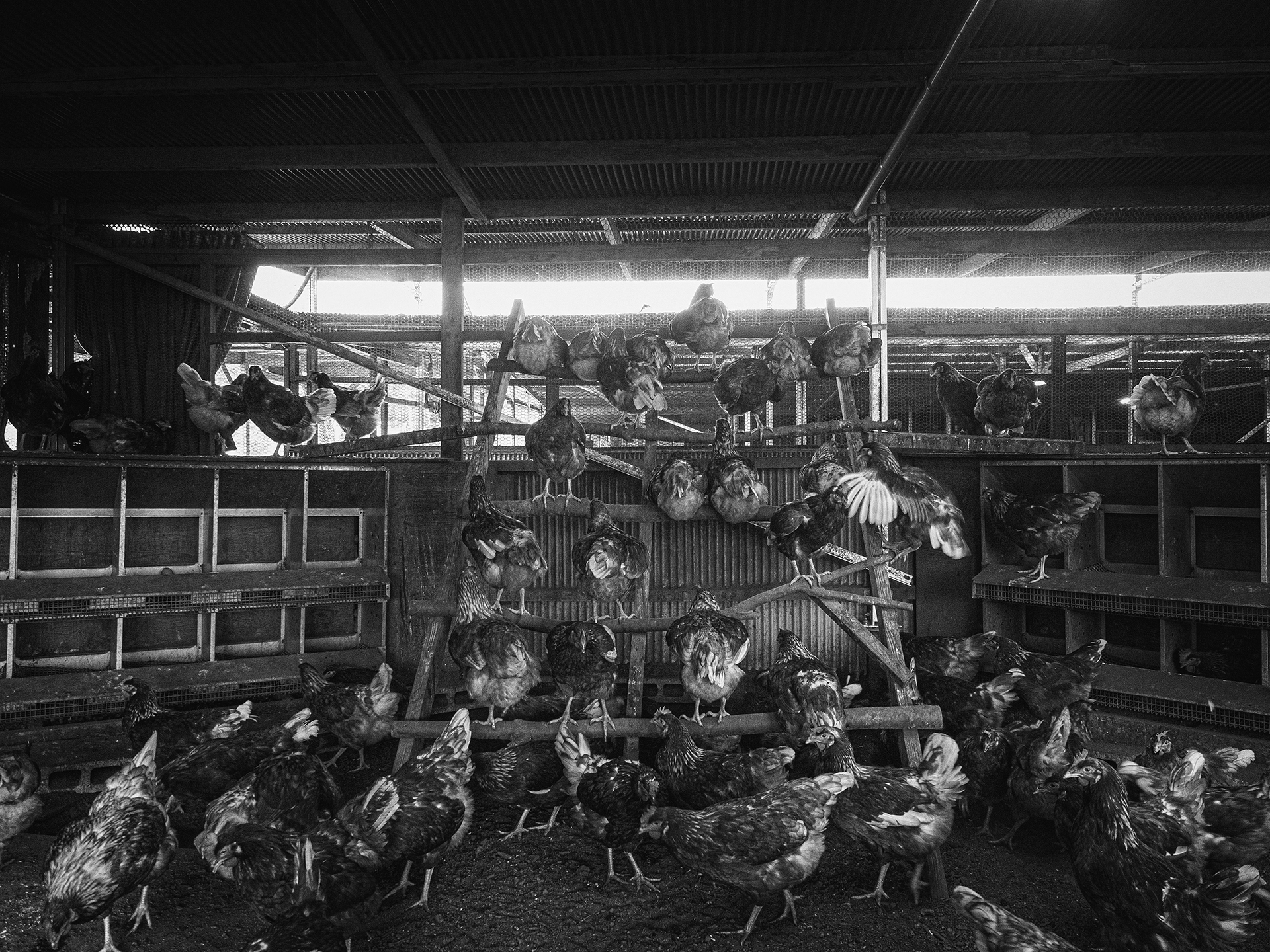 止まり木で休む鶏の写真